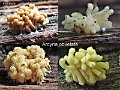 Arcyria obvelata-amf248-1